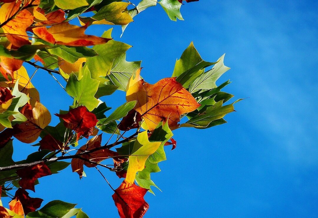 Fall Plumbing Checklist: Preparing Your Home Before the Cold Arrives